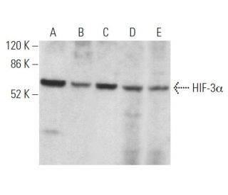 HIF-3α Antibody (E-8) - Western Blotting - Image 368374