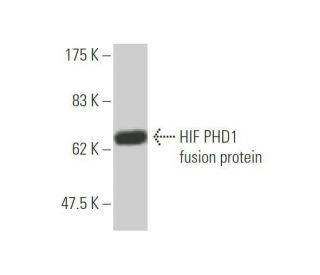HIF PHD1 Antibody (2G3) - Western Blotting - Image 350322