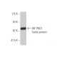 HIF PHD1 Antibody (2G3) - Western Blotting - Image 350322