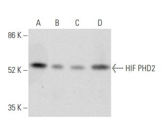 western blotting image from recommended HIF PHD2 (H-8) monoclonal antibody replacement. Image 354870