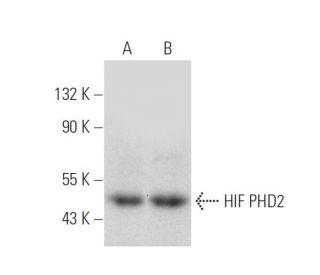HIF PHD2 Antibody (H-8) - Western Blotting - Image 137069 