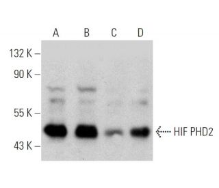 HIF PHD2 Antibody (H-8) - Western Blotting - Image 360096