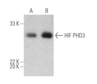 HIF PHD3 Antibody (EG188e/d5) - Western Blotting - Image 395153Each CRISPR/Cas9 Knockout (KO) Plasmid product consists of a pool of 3 plasmids designed to ensure identification and cleavage of a specific gene for maximum knockout efficiency. Each plasmid encodes a unique 20 nt sequence derived from the GeCKO (v2) library.
