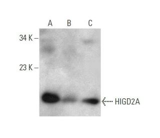 HIGD2A Antibody (A-6) - Western Blotting - Image 353393 