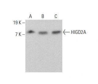 HIGD2A Antibody (A-6) - Western Blotting - Image 384352 