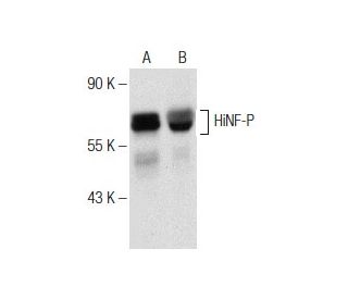 HiNF-P Antibody (C-5) - Western Blotting - Image 150967 
