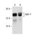 HiNF-P Antibody (C-5) - Western Blotting - Image 150967 