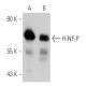 HiNF-P Antibody (C-5) - Western Blotting - Image 387980