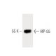 HIP-55 Antibody (7) - Western Blotting - Image 60451 