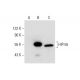 HIP-55 Antibody (E-5) - Western Blotting - Image 303912