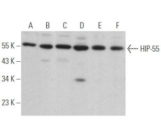 HIP-55 Antibody (E-5) - Western Blotting - Image 364493 