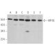 HIP-55 Antibody (E-5) - Western Blotting - Image 364493 
