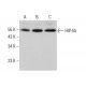 HIP-55 Antibody (E-5) - Western Blotting - Image 383294 