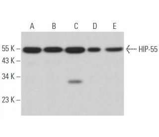 HIP-55 Antibody (F-9) - Western Blotting - Image 364505 