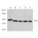 Hip Antibody (11A6) - Western Blotting - Image 379433 