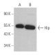 Hip Antibody (11A6) - Western Blotting - Image 379435