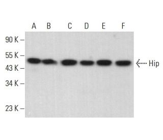 Hip Antibody (11A6) - Western Blotting - Image 382061 