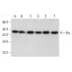 Hip Antibody (11A6) - Western Blotting - Image 382061 