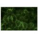 HIP1 Antibody (1B11) - Immunofluorescence - Image 13490 