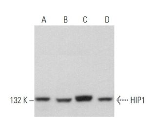 HIP1 Antibody (H-6) - Western Blotting - Image 357768 