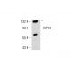 HIP12 Antibody (1C5) - Western Blotting - Image 46430 