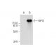 HIP12 Antibody (D-6) - Western Blotting - Image 289897