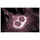 Hip1r Antibody (44) - Immunofluorescence - Image 60609