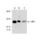 HIP2 Antibody (C-5) - Western Blotting - Image 286148