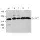 HIP2 Antibody (C-5) - Western Blotting - Image 377388 