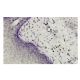 immunohistochemistry image from recommended HIPK2 (F-189) monoclonal antibody replacement. Image 35997
