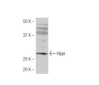 Hippi Antibody (JA52) - Western Blotting - Image 53956