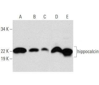 hippocalcin Antibody (G-8) - Western Blotting - Image 292109 