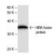 HIRA Antibody (374C6a) - Western Blotting - Image 47859