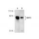 HIRIP3 Antibody (2415C2a) - Western Blotting - Image 283392 