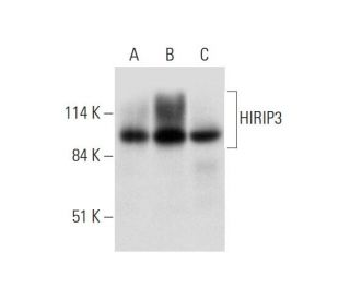 HIRIP3 Antibody (E-9) - Western Blotting - Image 325145