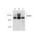 HIRIP3 Antibody (E-9) - Western Blotting - Image 325145