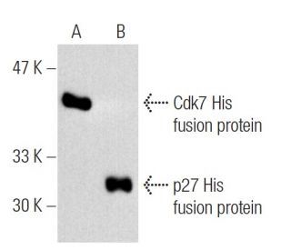 western blotting image from recommended His-Tag (H-3) monoclonal antibody replacement. Image 5597