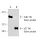 western blotting image from recommended His-Tag (H-3) monoclonal antibody replacement. Image 5597