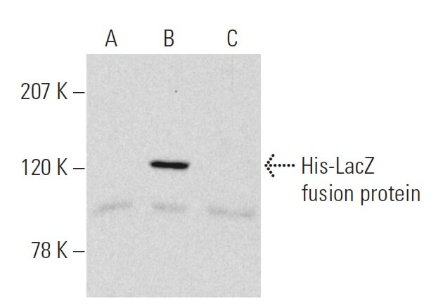 His Tag Antibody H 3 SCBT Santa Cruz Biotechnology