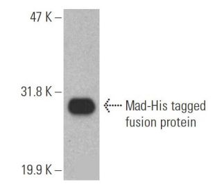 His Tag Antibody H 3 SCBT Santa Cruz Biotechnology