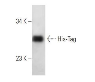 His-Tag Antibody (HIS.H8) - Western Blotting - Image 15066