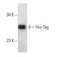 His-Tag Antibody (HIS.H8) - Western Blotting - Image 15066