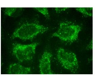 immunofluorescence image from recommended Histamine H1 Receptor (G-11) monoclonal antibody replacement. Image 151311