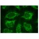 immunofluorescence image from recommended Histamine H1 Receptor (G-11) monoclonal antibody replacement. Image 151311