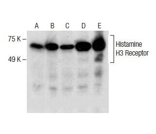 western blotting image from recommended Histamine H3 Receptor (D-5) monoclonal antibody replacement. Image 286739