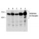 western blotting image from recommended Histamine H3 Receptor (D-5) monoclonal antibody replacement. Image 286739