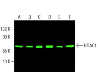 Histone Deacetylase 1 (HDAC1) Antibody (10E2) - Western Blotting - Image 397460
