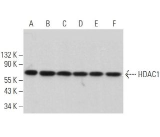 Histone Deacetylase 1 (HDAC1) Antibody (10E2) - Western Blotting - Image 373052 
