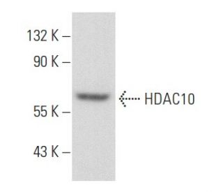 Histone Deacetylase 10 (HDAC10) Antibody (F-4) - Western Blotting - Image 357137