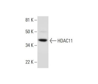 Histone Deacetylase 11 (HDAC11) Antibody (C-5) - Western Blotting - Image 289742The Double Nickase Plasmid features a U6 promoter for sgRNA expression, a 20 nt targeting sequence, and a gRNA scaffold to guide Cas9n. It includes a CBh promoter for Cas9n (D10A) and puromycin resistance, GFP for transfection verification, and nuclear localization signals (NLS). The 2A peptide allows co-expression of Cas9n and Puro from a single promoter, enabling precise genome editing with reduced off-target effects. 